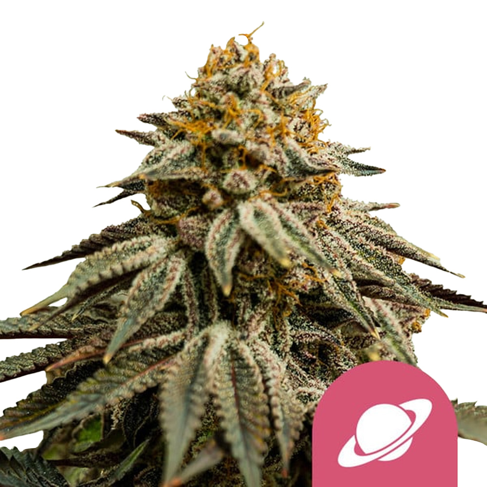 wholesale-royal-queen-seeds-royal-skywalker-feminized-cannabis-seeds-3-seeds-pack wholesale-royal-queen-seeds-royal-skywalker-feminized-cannabis-seeds-3-seeds-pack