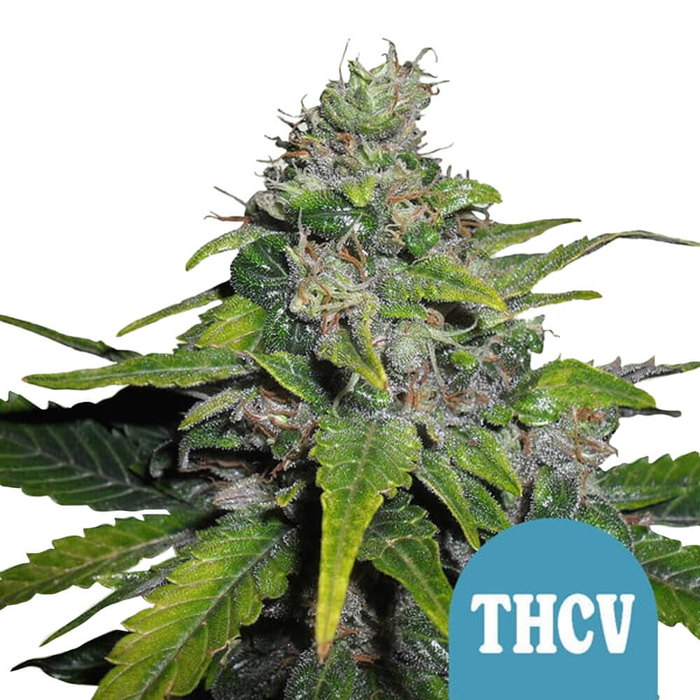 wholesale-royal-queen-seeds-royal-thcv-autoflowering-cannabis-seeds-3-seeds-pack wholesale-royal-queen-seeds-royal-thcv-autoflowering-cannabis-seeds-3-seeds-pack