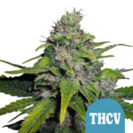 Royal Queen Seeds Graines de cannabis autofloraison Royal THCV (paquet de 5 graines) gros-royal-queen-seeds-royal-thcv-autofloraison-graines-de-cannabis-5-pack de graines