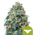 Royal Queen Seeds Sherbet Queen Auto autoflowering cannabis seeds (3 seeds pack) wholesale-royal-queen-seeds-sherbet-queen-auto-autoflowering-cannabis-seeds-3-seeds-pack