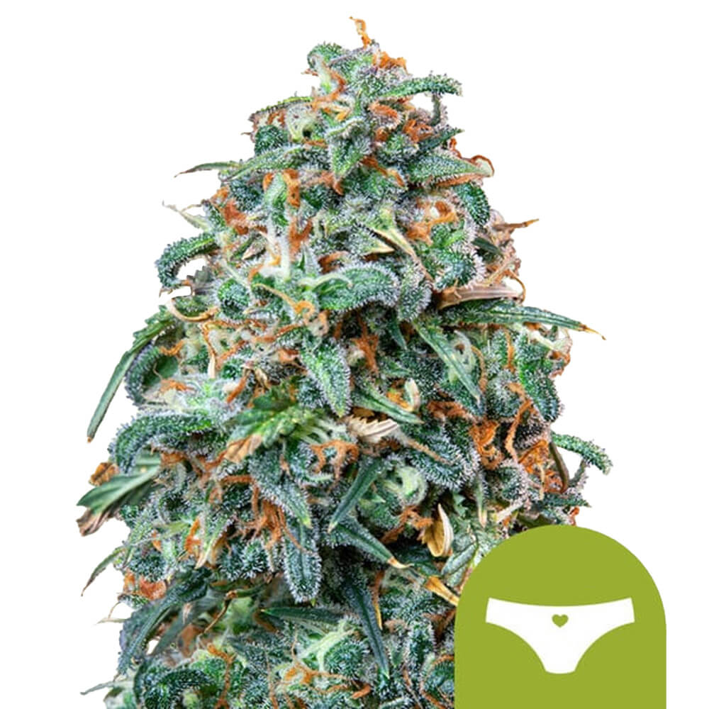 wholesale-royal-queen-seeds-sherbet-queen-auto-autoflowering-cannabis-seeds-5-seeds-pack wholesale-royal-queen-seeds-sherbet-queen-auto-autoflowering-cannabis-seeds-5-seeds-pack