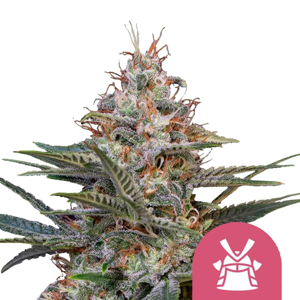 wholesale-royal-queen-seeds-shogun-feminized-cannabis-seeds-5-seeds-pack Royal Queen Seeds Shogun feminized cannabis seeds (5 seeds pack) - Image 1