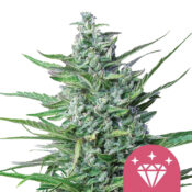 wholesale-royal-queen-seeds-special-kush-1-feminized-cannabis-seeds-3-seeds-pack