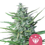 wholesale royal queen seeds special kush 1 feminized cannabis seeds 5 seeds pack