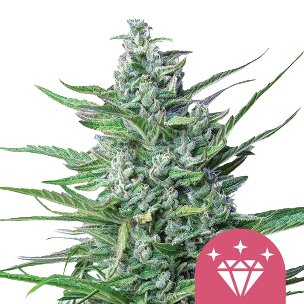 wholesale-royal-queen-seeds-special-kush-1-feminized-cannabis-seeds-5-seeds-pack Royal Queen Seeds Special Kush 1 feminized cannabis seeds (5 seeds pack) - Image 1