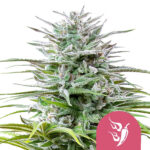 Royal Queen Seeds Speedy Chile feminized cannabis seeds (5 seeds pack) wholesale-royal-queen-seeds-speedy-chile-feminized-cannabis-seeds-5-seeds-pack