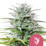 wholesale-royal-queen-seeds-speedy-chile-feminized-cannabis-seeds-5-seeds-pack