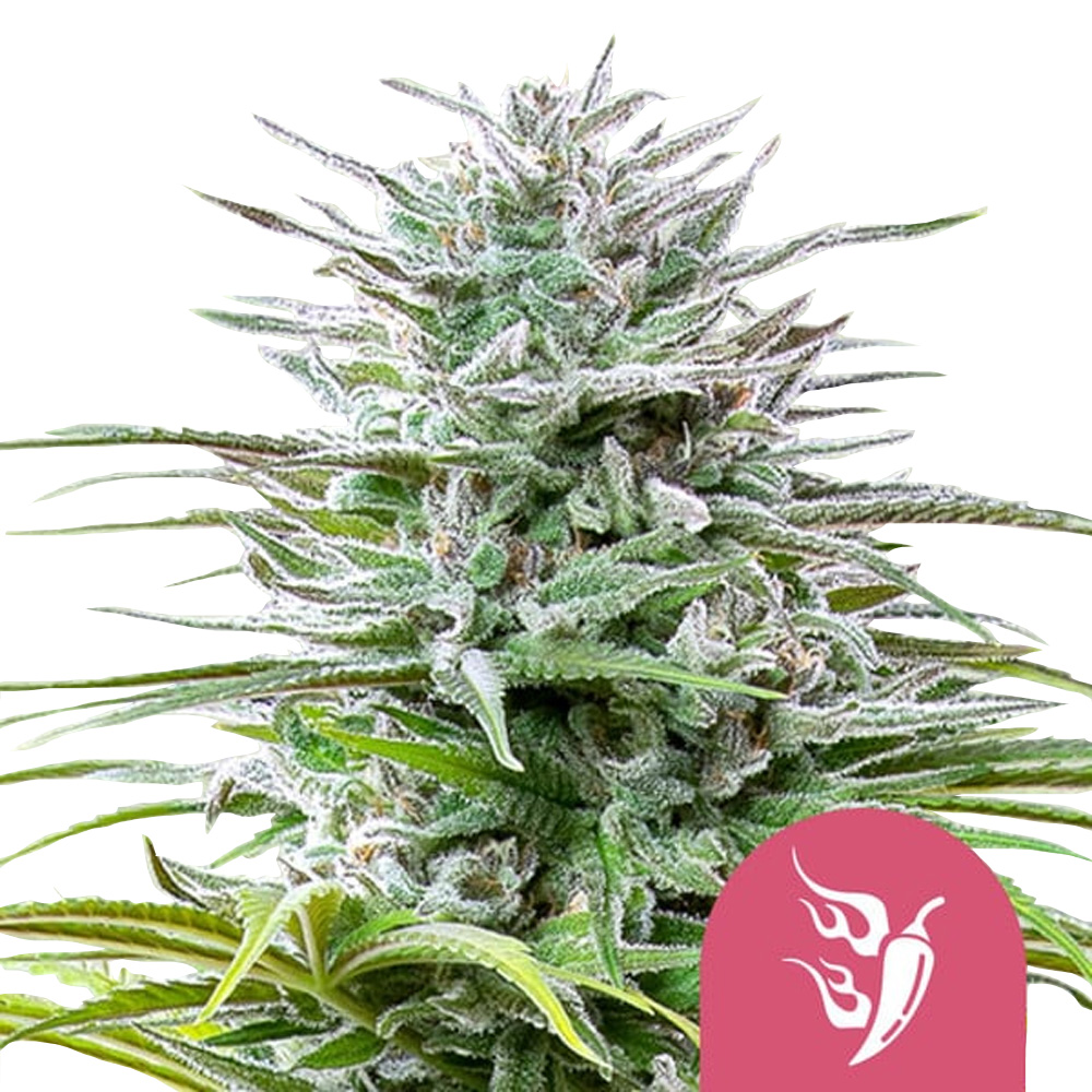 wholesale-royal-queen-seeds-speedy-chile-feminized-cannabis-seeds-5-seeds-pack wholesale-royal-queen-seeds-speedy-chile-feminized-cannabis-seeds-5-seeds-pack
