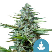 wholesale-royal-queen-seeds-stress-killer-automatic-cbd-cannabis-seeds-5-seeds-pack