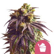 wholesale-royal-queen-seeds-sundae-driver-feminized-cannabis-seeds-3-seeds-pack