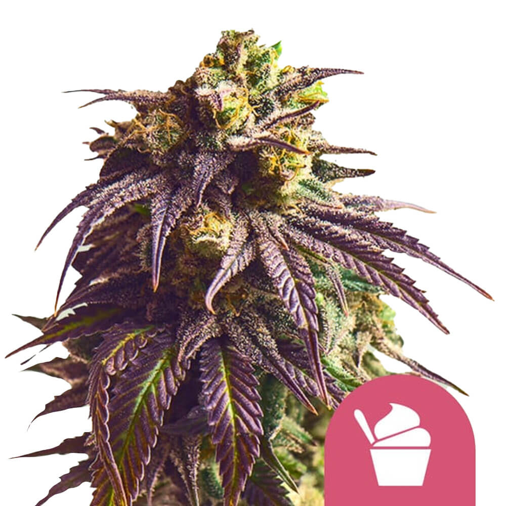 wholesale-royal-queen-seeds-sundae-driver-feminized-cannabis-seeds-5-seeds-pack wholesale-royal-queen-seeds-sundae-driver-feminized-cannabis-seeds-5-seeds-pack