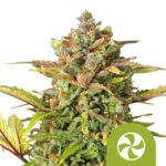 Royal Queen Seeds Sweet ZZ Auto autoflowering cannabis seeds (3 seeds pack) wholesale royal queen seeds sweet zz auto autoflowering cannabis seeds 3 seeds pack