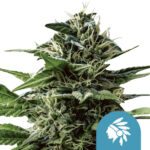 Royal Queen Seeds Tatanka Pure CBD cannabis seeds (3 seeds pack) wholesale-royal-queen-seeds-tatanka-pure-cbd-cannabis-seeds-3-seeds-pack