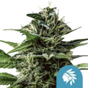 wholesale-royal-queen-seeds-tatanka-pure-cbd-cannabis-seeds-3-seeds-pack