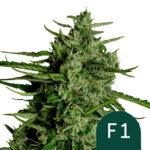 Royal Queen Seeds Titan F1 autoflowering cannabis seeds (5 seeds pack) wholesale-royal-queen-seeds-titan-f1-autoflowering-cannabis-seeds-5-seeds-pack