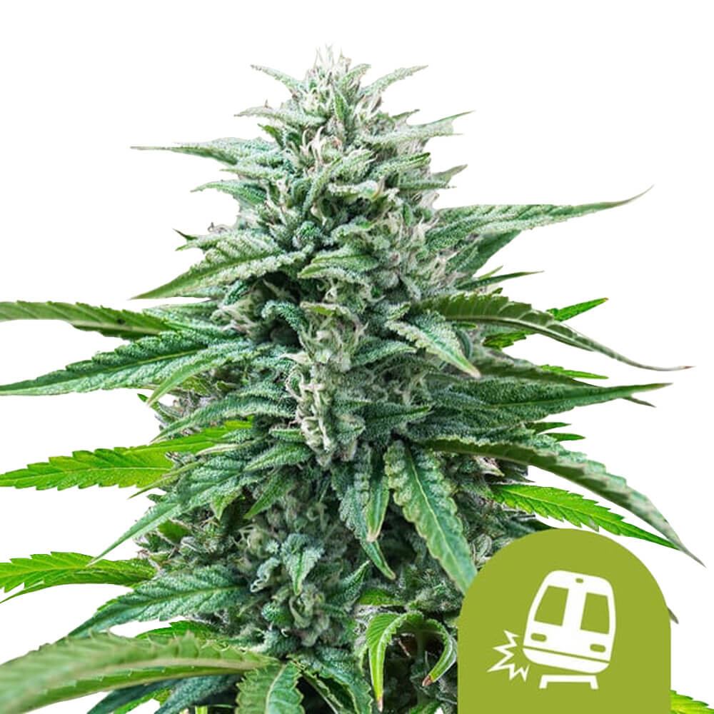 wholesale-royal-queen-seeds-trainwreck-auto-autoflowering-cannabis-seeds-5-seeds-pack wholesale-royal-queen-seeds-trainwreck-auto-autoflowering-cannabis-seeds-3-seeds-pack-1