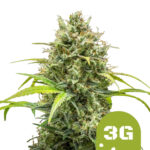 Royal Queen Seeds Triple G Auto autoflowering cannabis seeds (5 seeds pack) wholesale-royal-queen-seeds-triple-g-auto-autoflowering-cannabis-seeds-3-seeds-pack