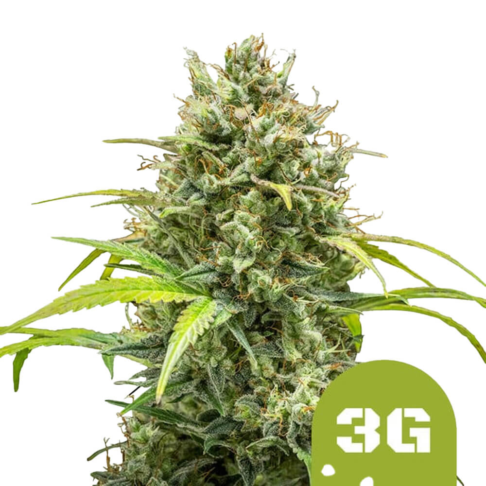 wholesale-royal-queen-seeds-triple-g-auto-autoflowering-cannabis-seeds-5-seeds-pack wholesale-royal-queen-seeds-triple-g-auto-autoflowering-cannabis-seeds-3-seeds-pack