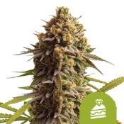 wholesale-royal-queen-seeds-wedding-cake-auto-autoflowering-cannabis-seeds-5-seeds-pack
