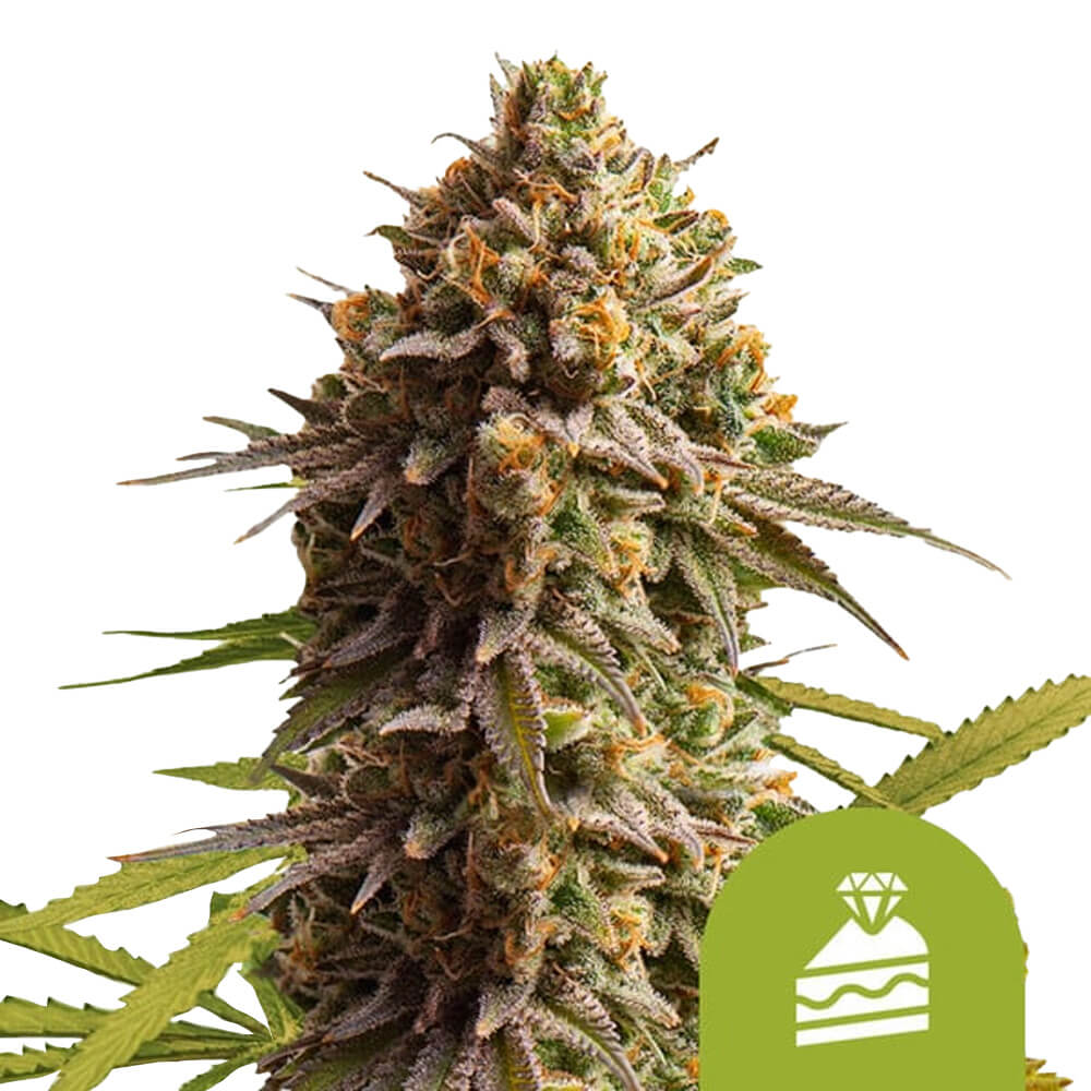 wholesale-royal-queen-seeds-wedding-cake-auto-autoflowering-cannabis-seeds-5-seeds-pack wholesale-royal-queen-seeds-wedding-cake-auto-autoflowering-cannabis-seeds-5-seeds-pack
