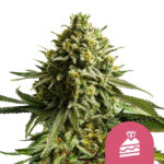 Royal Queen Seeds Wedding Cake feminized cannabis seeds (3 seeds pack) wholesale-royal-queen-seeds-wedding-cake-feminized-cannabis-seeds-3-seeds-pack