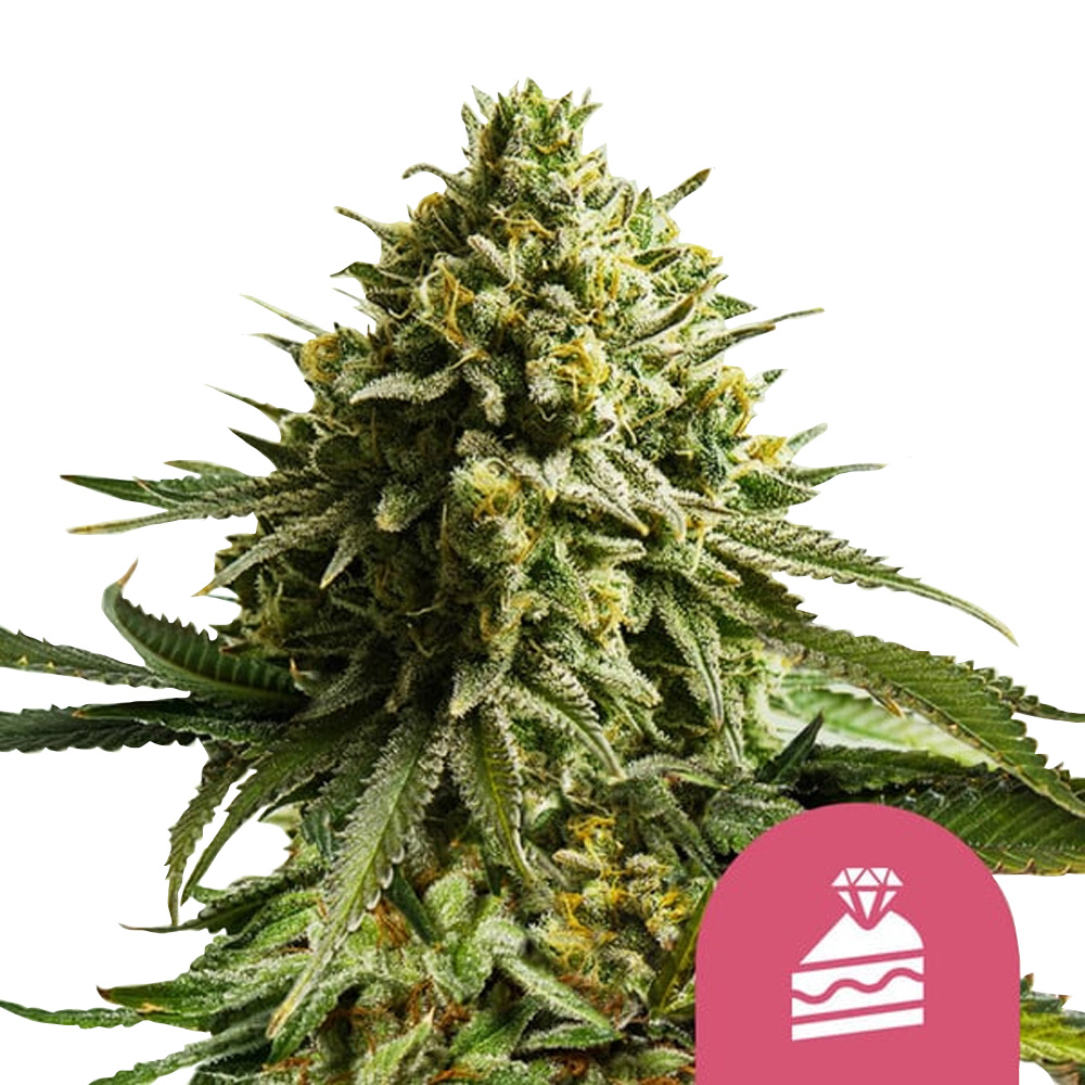 wholesale-royal-queen-seeds-wedding-cake-feminized-cannabis-seeds-5-seeds-pack wholesale-royal-queen-seeds-wedding-cake-feminized-cannabis-seeds-5-seeds-pack