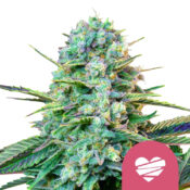 wholesale-royal-queen-seeds-wedding-crasher-feminized-cannabis-seeds-3-seeds-pack