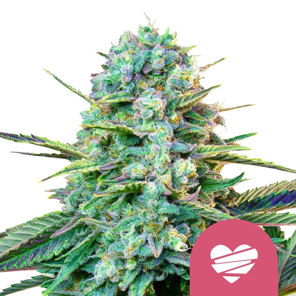 wholesale-royal-queen-seeds-wedding-crasher-feminized-cannabis-seeds-3-seeds-pack wholesale-royal-queen-seeds-wedding-crasher-feminized-cannabis-seeds-3-seeds-pack