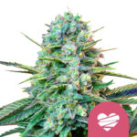 wholesale-royal-queen-seeds-wedding-crasher-feminized-cannabis-seeds-5-seeds-pack