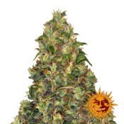 wholesale-barneys-farm-amnesia-haze-auto-5-seeds-pack