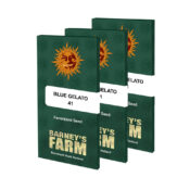 wholesale-barneys-farm-blue-gelato-41-feminized-cannabis-seeds-3-seeds-pack-1