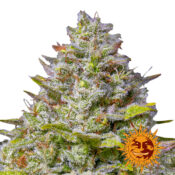 wholesale-barneys-farm-blue-gelato-41-feminized-cannabis-seeds-3-seeds-pack