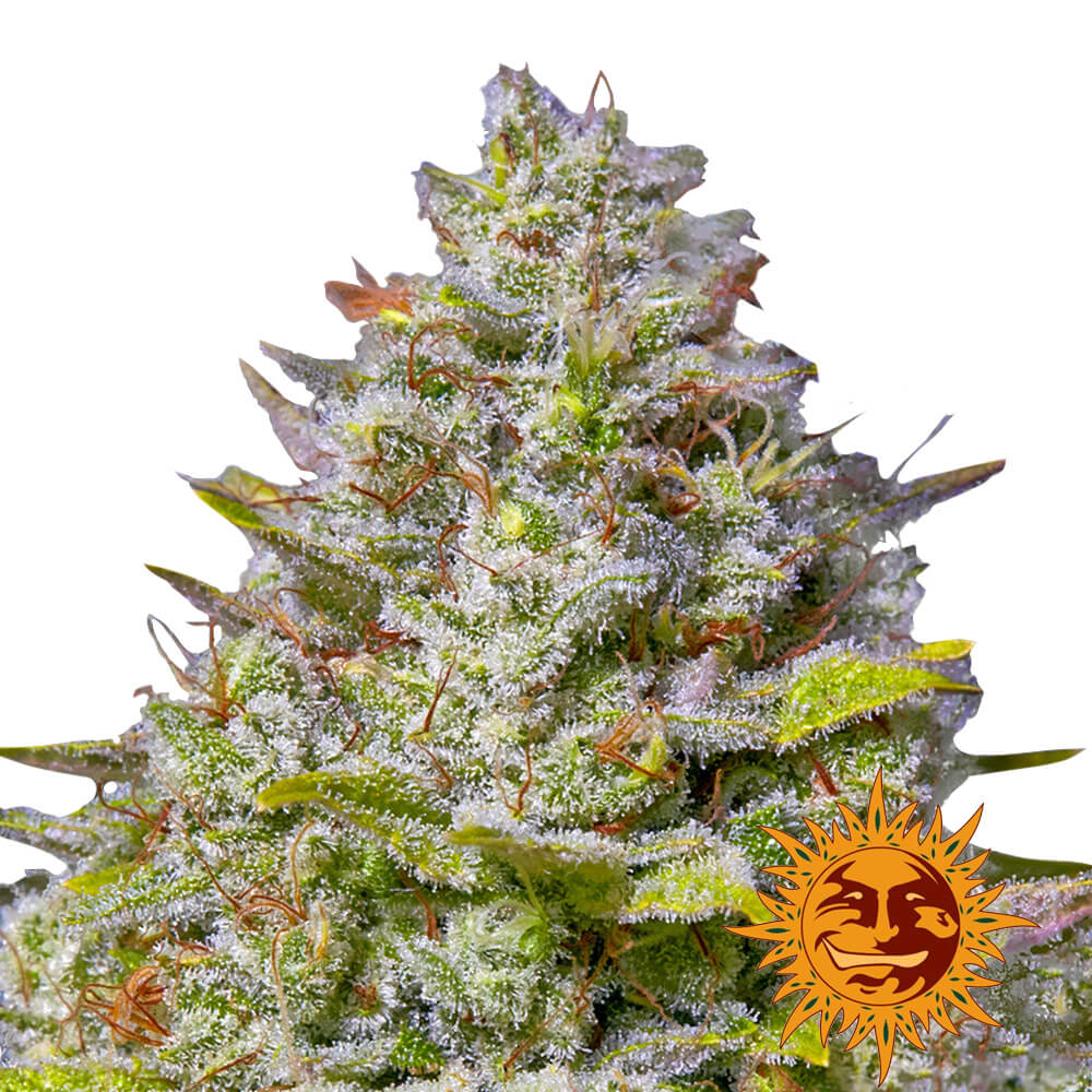 wholesale-barneys-farm-blue-gelato-41-feminized-cannabis-seeds-3-seeds-pack wholesale-barneys-farm-blue-gelato-41-feminized-cannabis-seeds-3-seeds-pack