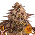 Barney's Farm Feminized Cannabis Seeds Blue Sunset Sherbert wholesale-barneys-farm-blue-sunset-sherbert-feminized-cannabis-seeds-3-seeds-pack-2