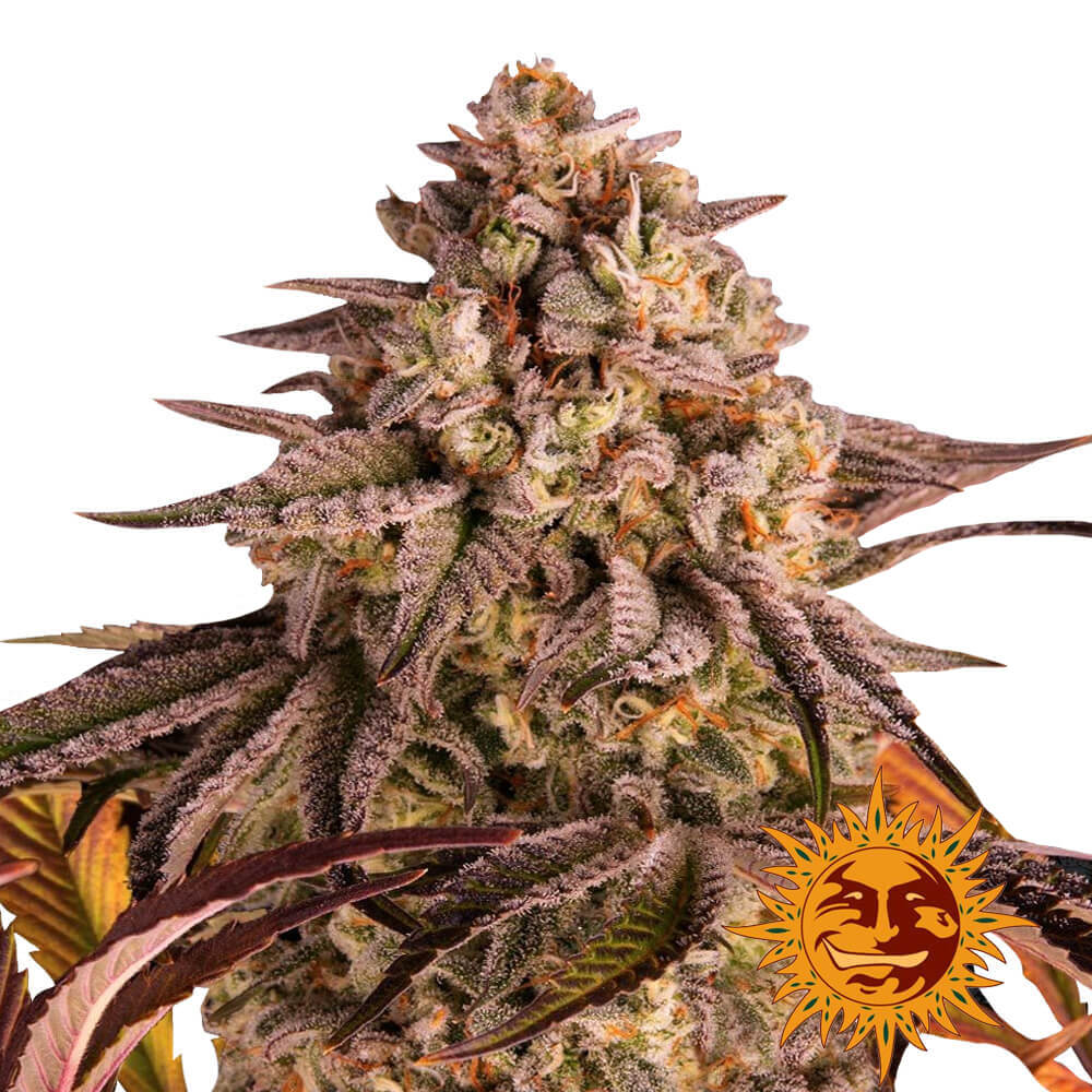 wholesale-barneys-farm-blue-sunset-sherbert-feminized-cannabis-seeds-3-seeds-pack-2 wholesale-barneys-farm-blue-sunset-sherbert-feminized-cannabis-seeds-3-seeds-pack-2