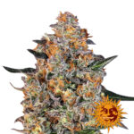 Barney's Farm Feminized Cannabis Seeds Bubba Kush wholesale-barneys-farm-bubba-kush-feminized-cannabis-seeds-3-seeds-pack