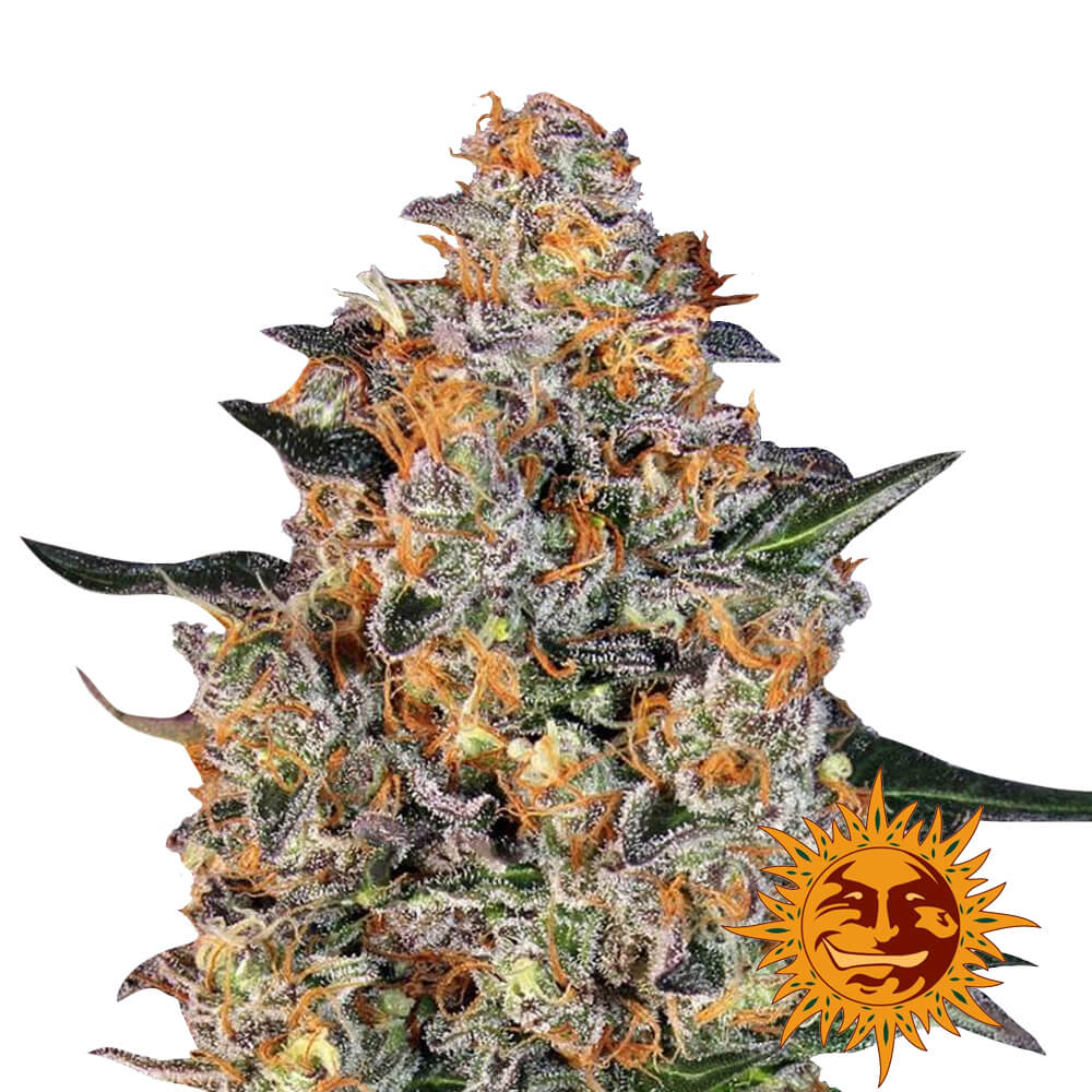 wholesale-barneys-farm-bubba-kush-feminized-cannabis-seeds-3-seeds-pack wholesale-barneys-farm-bubba-kush-feminized-cannabis-seeds-3-seeds-pack