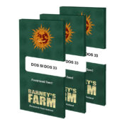 wholesale-barneys-farm-dos-si-dos-33-feminized-cannabis-seeds-3-seeds-pack-1