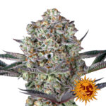 Barney's Farm Feminized Cannabis Seeds Dos Si Dos 33 wholesale-barneys-farm-dos-si-dos-33-feminized-cannabis-seeds-3-seeds-pack