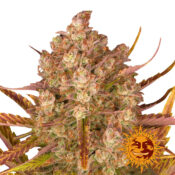 wholesale-barneys-farm-dos-si-dos-auto-autoflowering-cannabis-seeds-3-seeds-pack