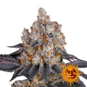 wholesale-barneys-farm-gelato-feminized-cannabis-seeds-3-seeds-pack