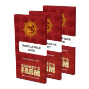 wholesale-barneys-farm-gorilla-glue-auto-autoflowering-cannabis-seeds-3-seeds-pack-1