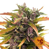 wholesale-barneys-farm-gorilla-glue-auto-autoflowering-cannabis-seeds-3-seeds-pack