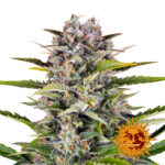 wholesale-barneys-farm-gorilla-zkittlez-auto-autoflowering-cannabis-seeds-3-seeds-pack