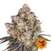 wholesale-barneys-farm-ice-cream-cake-feminized-cannabis-seeds-3-seeds-pack