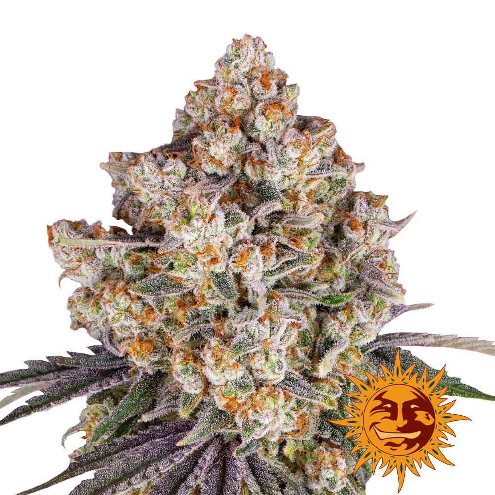 wholesale-barneys-farm-ice-cream-cake-feminized-cannabis-seeds-3-seeds-pack wholesale-barneys-farm-ice-cream-cake-feminized-cannabis-seeds-3-seeds-pack