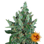 wholesale-barneys-farm-laughing-buddha-feminized-cannabis-seeds-3-seeds-pack-3