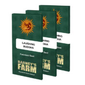 wholesale-barneys-farm-laughing-buddha-feminized-cannabis-seeds-5-seeds-pack-1