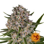 Barney's Farm Autoflowering Cannabis Seeds Lemon Haze wholesale-barneys-farm-lemon-haze-auto-autoflowering-cannabis-seeds-3-seeds-pack