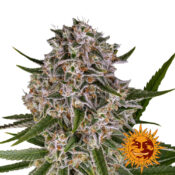 wholesale-barneys-farm-lemon-haze-auto-autoflowering-cannabis-seeds-3-seeds-pack